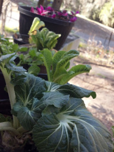 grow vegetables from scraps, regrow celery, regrow beets, regrow lettuce, regrow onions