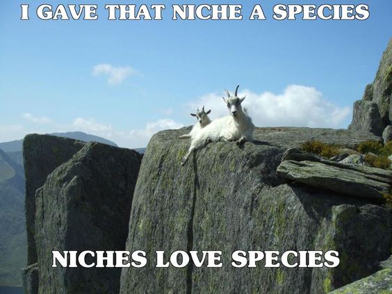 Mountain goats on a rock. Text: I gave that niche a species.  Niches love species.