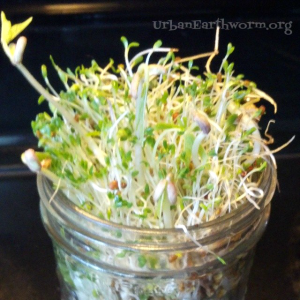 teach kids about healthy eating and plant life cycle with this fun and easy sprout activity