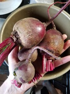 Beets with short stems and roots attached